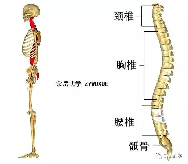 【武林】放弃脊柱的下一步传统武学(图2)